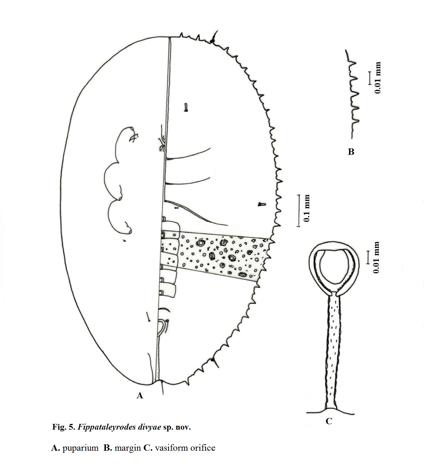 Description of Two New Species of Whiteflies (Hemiptera